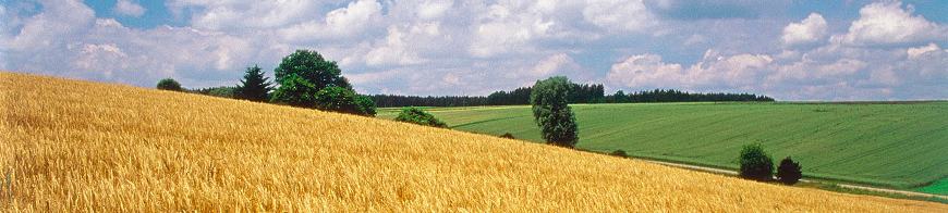 Gerstenfeld vor der Ernte